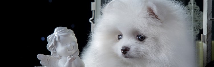 Щенок ангел белый