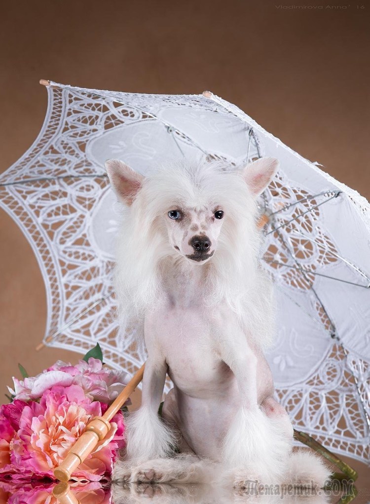 Китайская хохлатая белый ангел