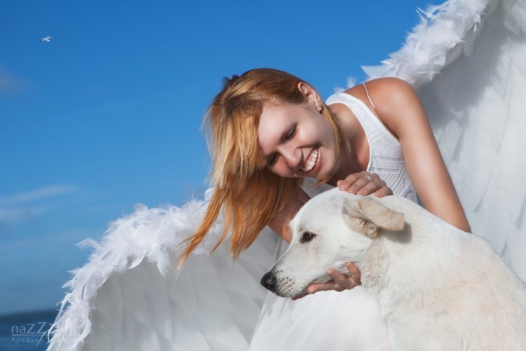 Белый крылатый волк