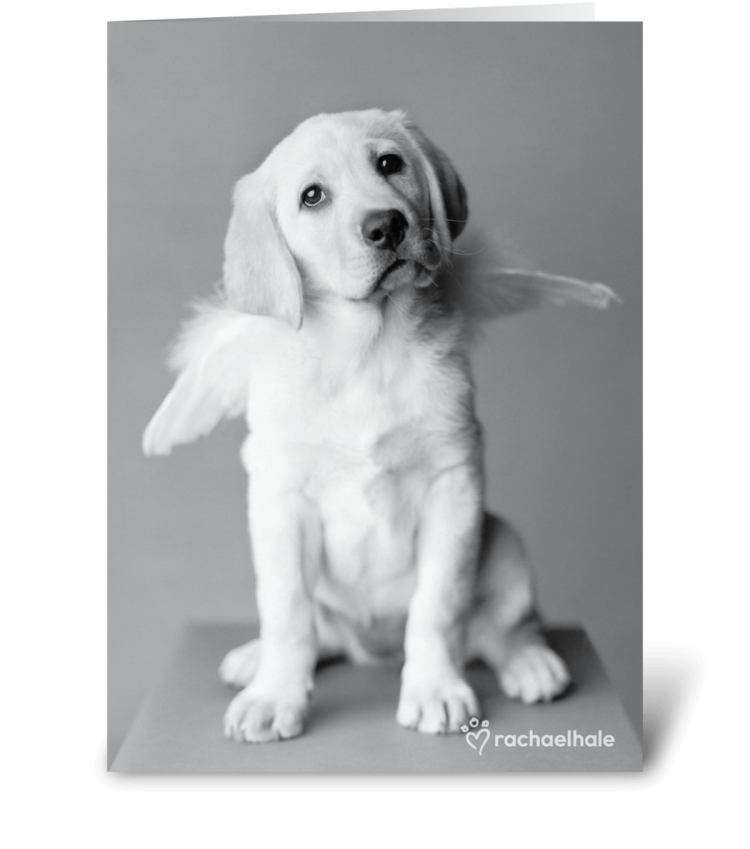 Собака ангел