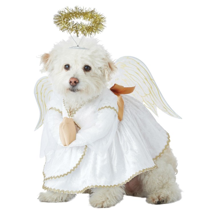 Собачка ангел