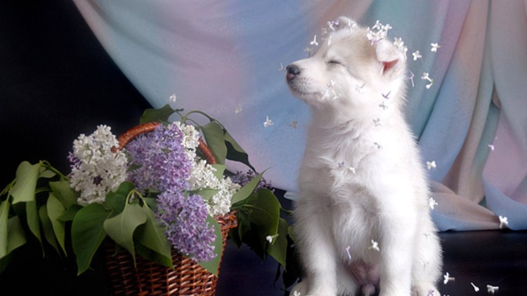 Летающая собака