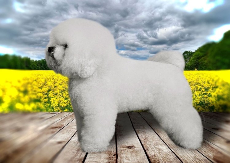 Ребенок зима собака