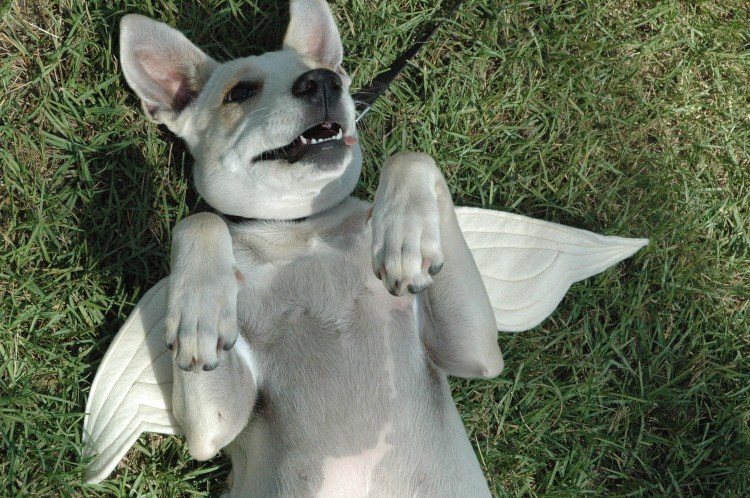 Собака ангел хранитель