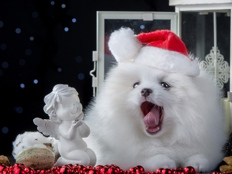 Фотосессия в городе девушка с далматинцем