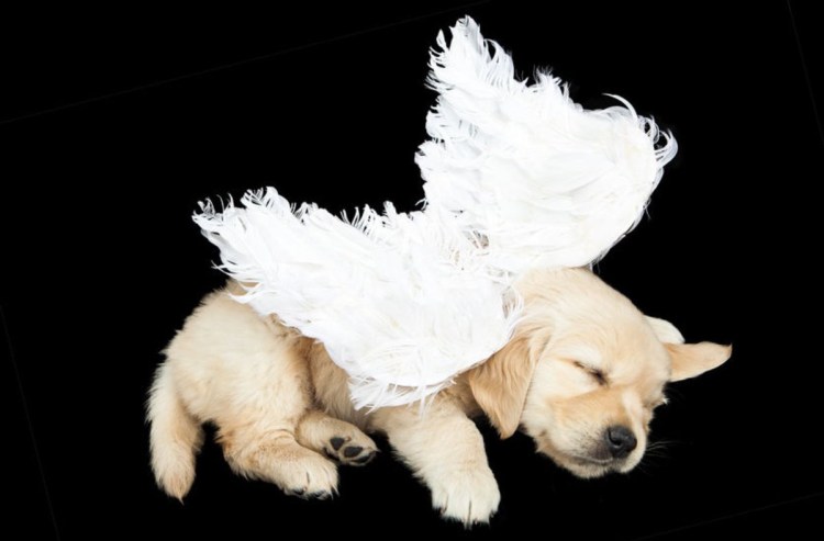 Щенок в сирени