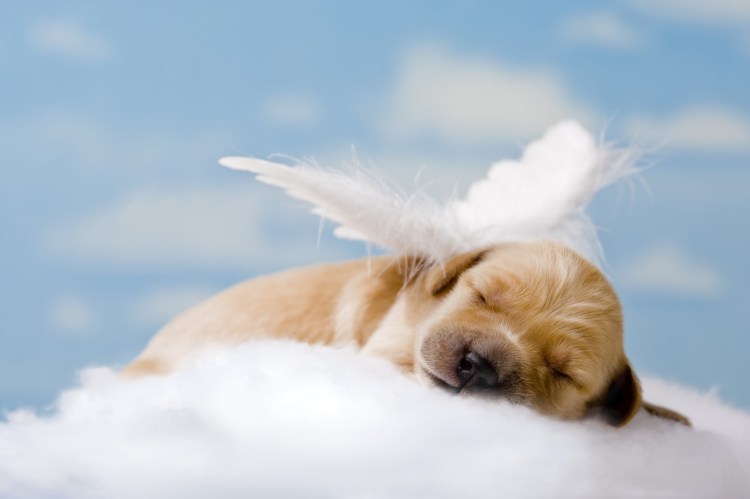 Ангельские щенки