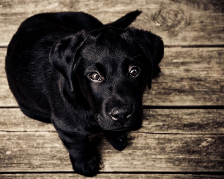 Кокосовая собака