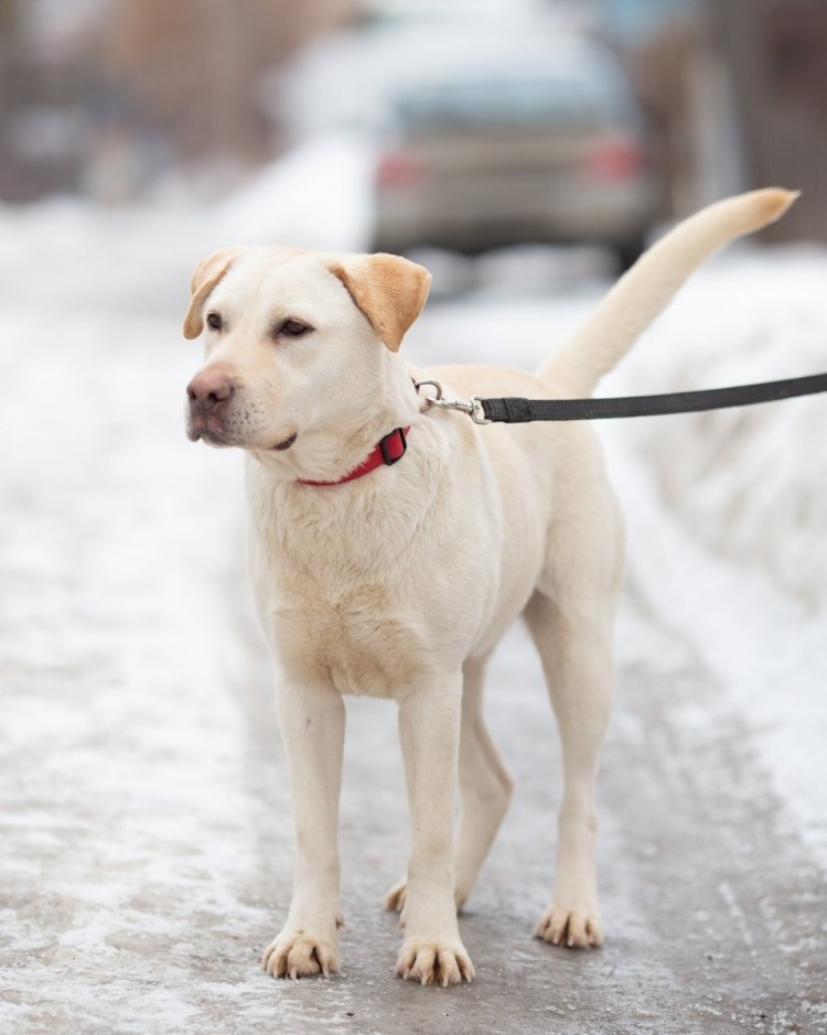 Порода собак лабрадор