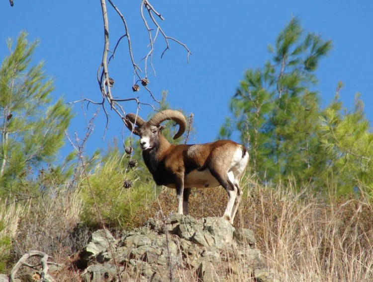 Поденко ибиценко порода