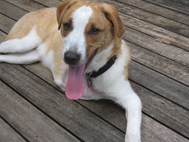 Пёс Квазимодо овчарка