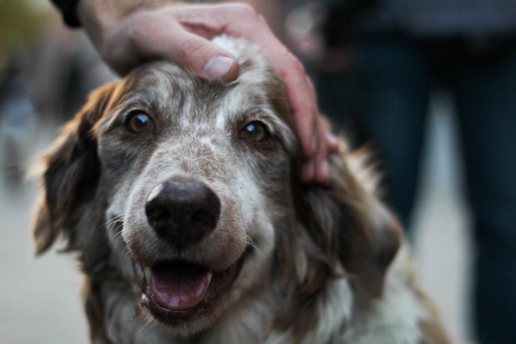Баллон Балтийский собака