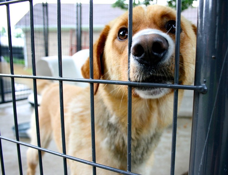 Собаки Кипра