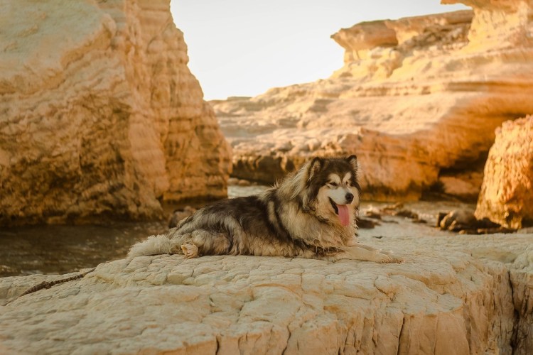 Одинокий щенок