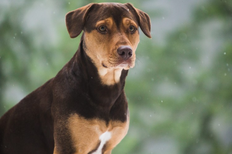 Породы собак для прогулок