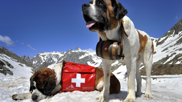 Русская псовая борзая Эрис