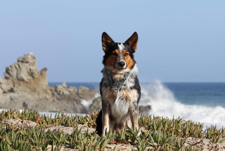 Порода собаки в фильме Зов предков