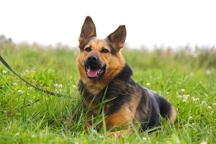 Вест-хайленд-Уайт-терьер взрослый