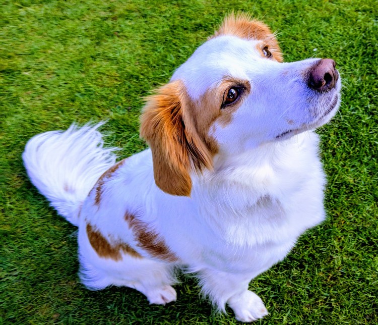 Домашняя собака