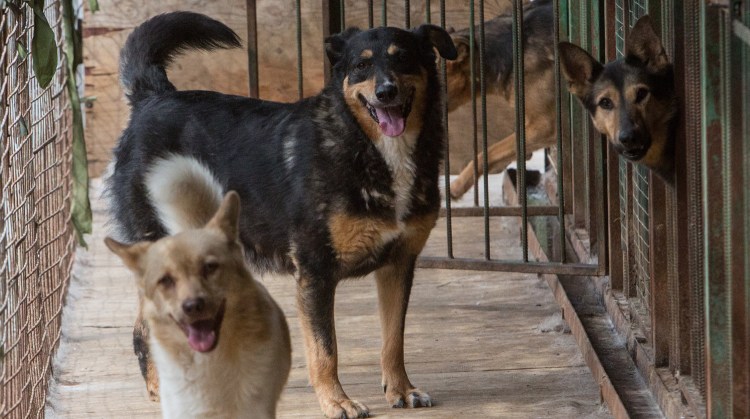 Веймаранер шоколадный