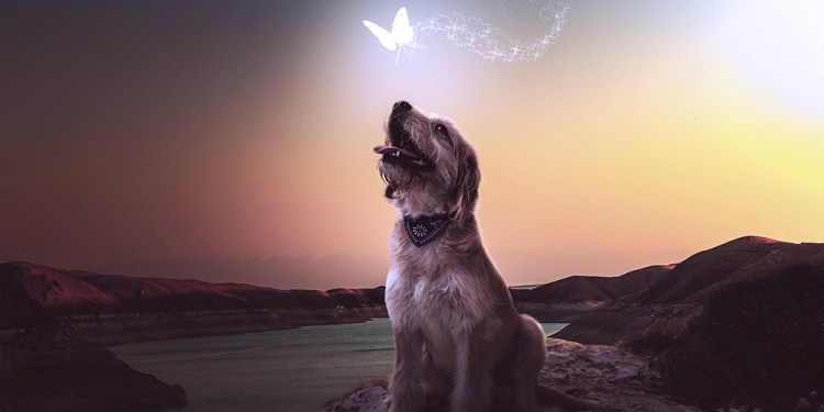 Греческая порода собак Алопекис