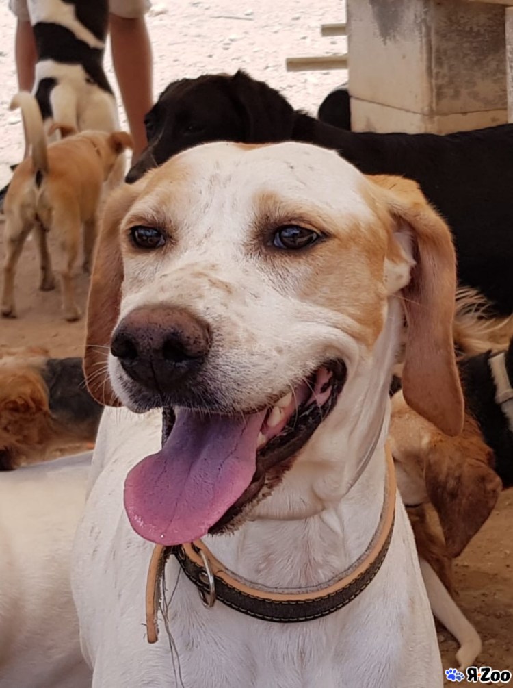 Приют для собак на Кипре