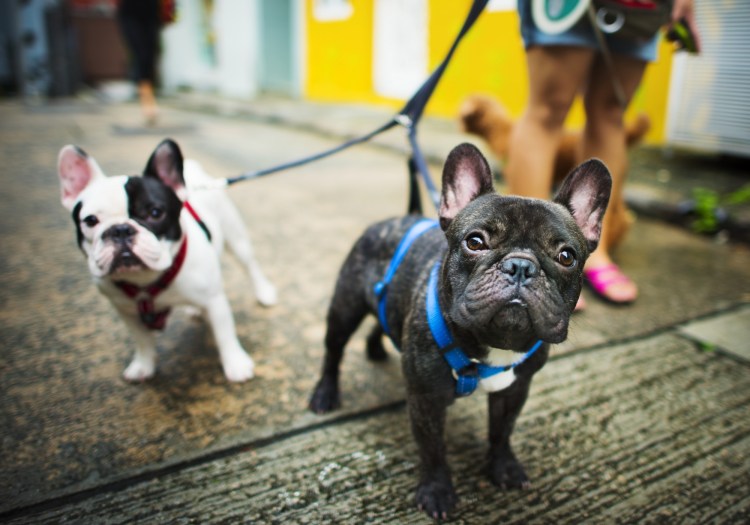 Ротвейлер с стоячими ушами