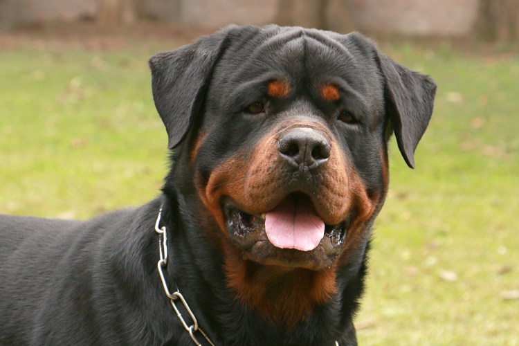 Сенбернар собака спасатель