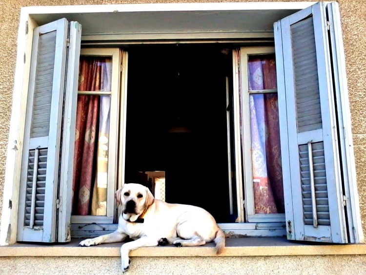 Правила поездки с собакой на Кипр