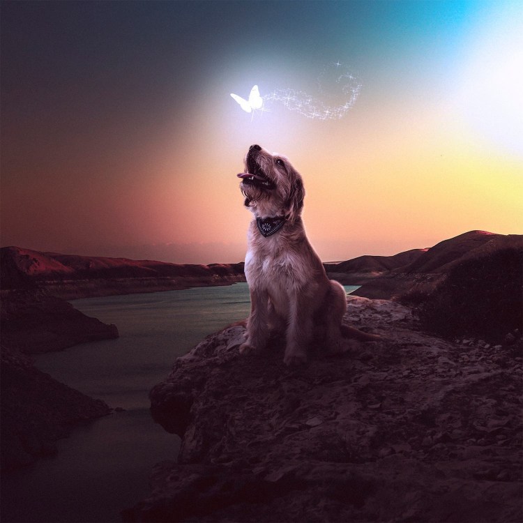 The Dog collection макдональдс