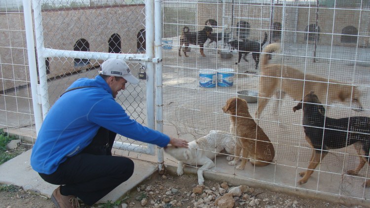 Метис Стаффорд и лабрадор