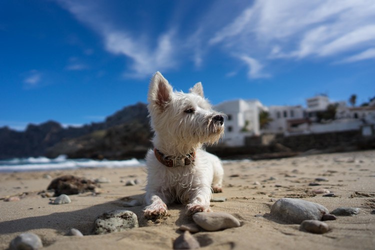 Золотистый ретривер