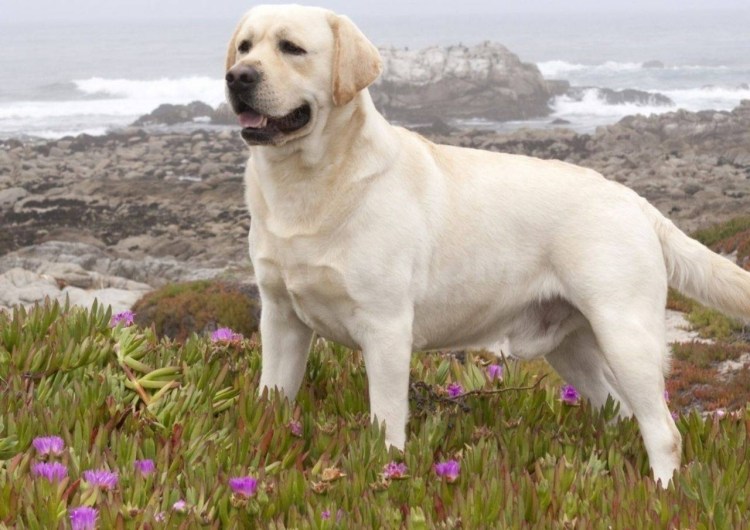 Породы собак Кипр