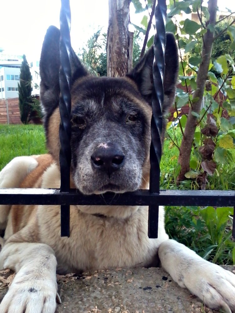 Далматин собака