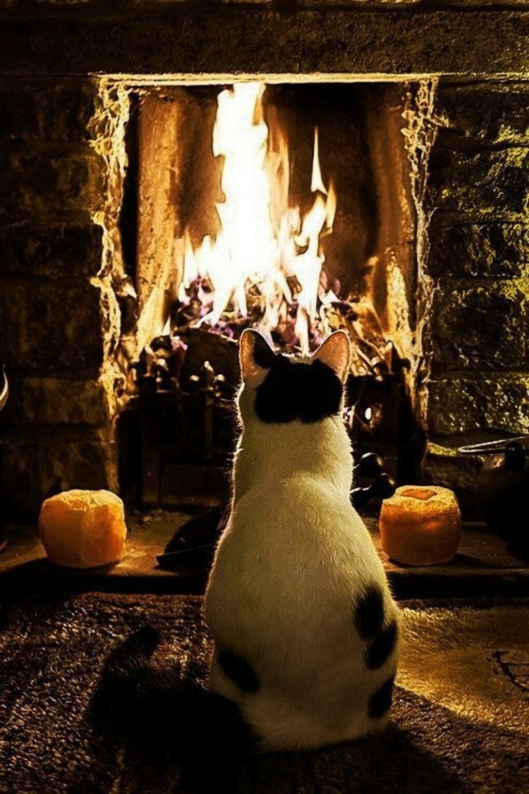 Коты у камина