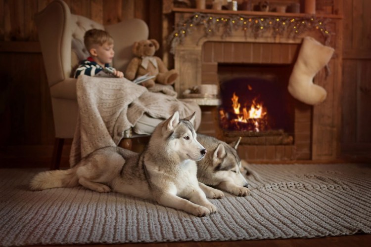 Коты греются