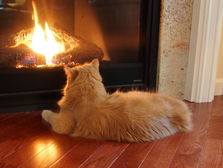 Кошка у камина