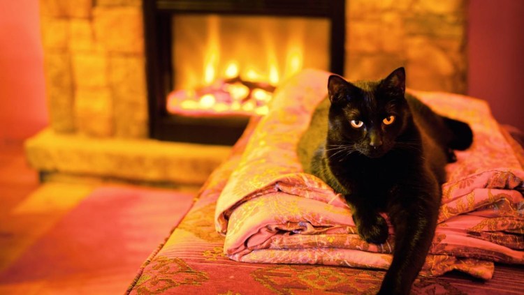 Теплый уютный камин и кот