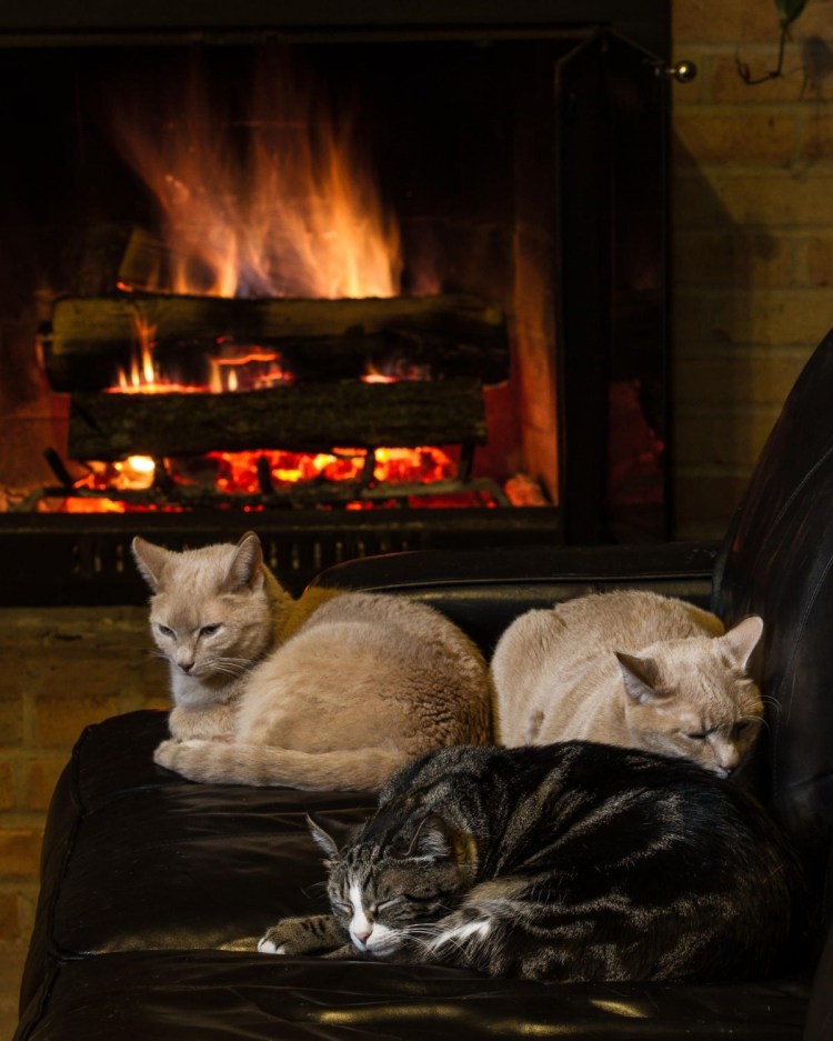 Уютные коты