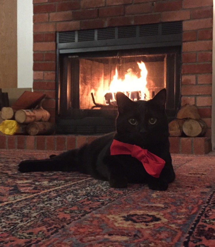 Уютный вечер с кошкой