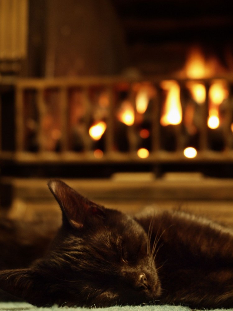 Художник SUEELLEN Ross коты