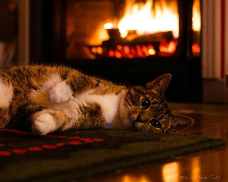 Кошка у камина