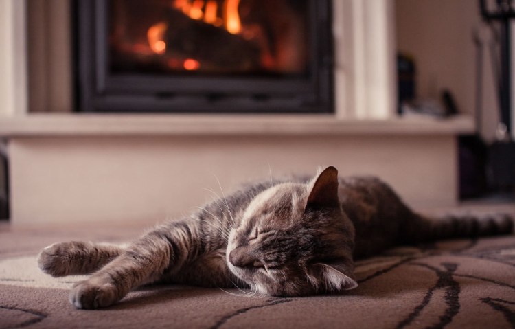 Котик у камина