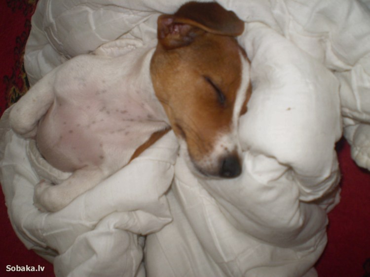 Сыпь у собаки Джек Рассел