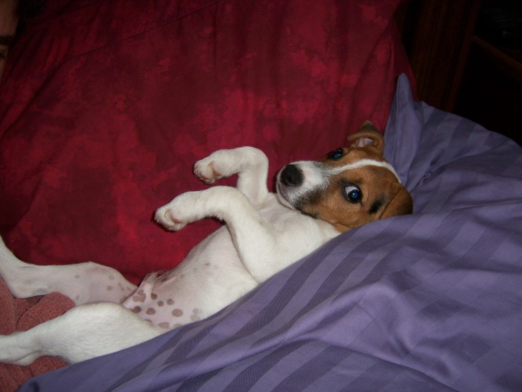 Джек Рассел терьер пузико