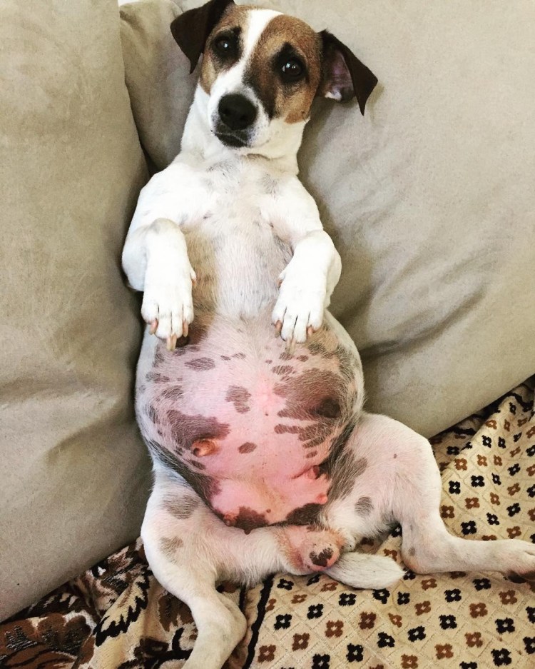 Джек Рассел терьер бере