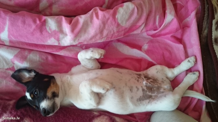 Пятнышки на пузе у Джек Рассела