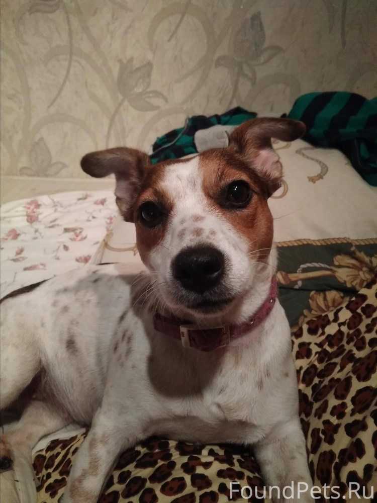 Джек Рассел с черными пятнами