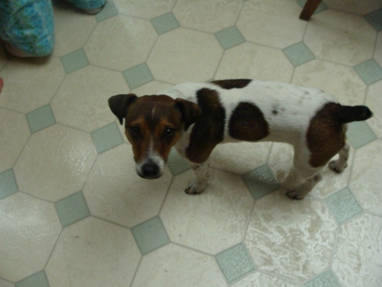 Шоколадный Джек Рассел