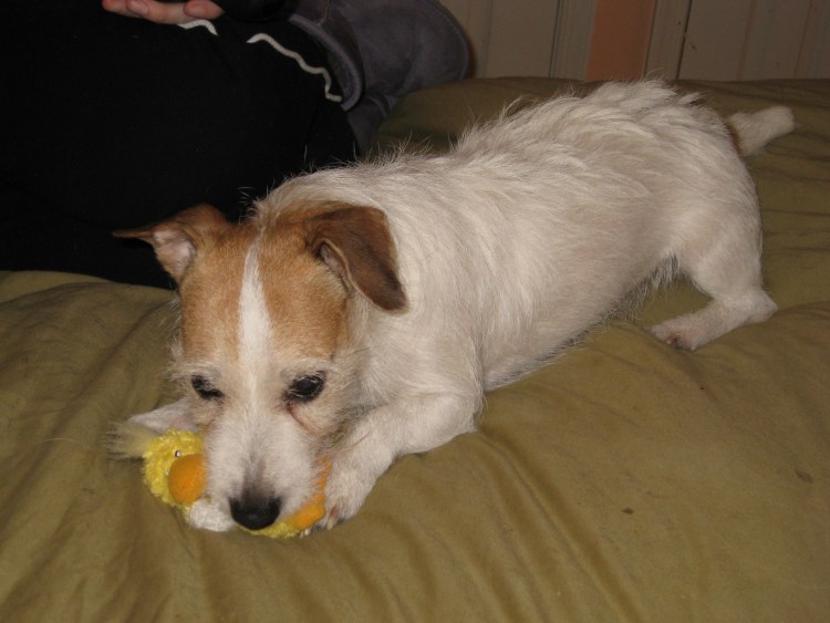 Беременный Джек Рассел